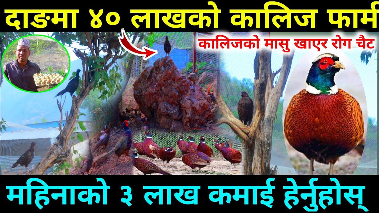 Kalij farm बाट लाखौँ रुपैयाँ कमाउन सक्ने तरिका सुन्नुहोस् भिडियो‌ | Kalij farming in nepal