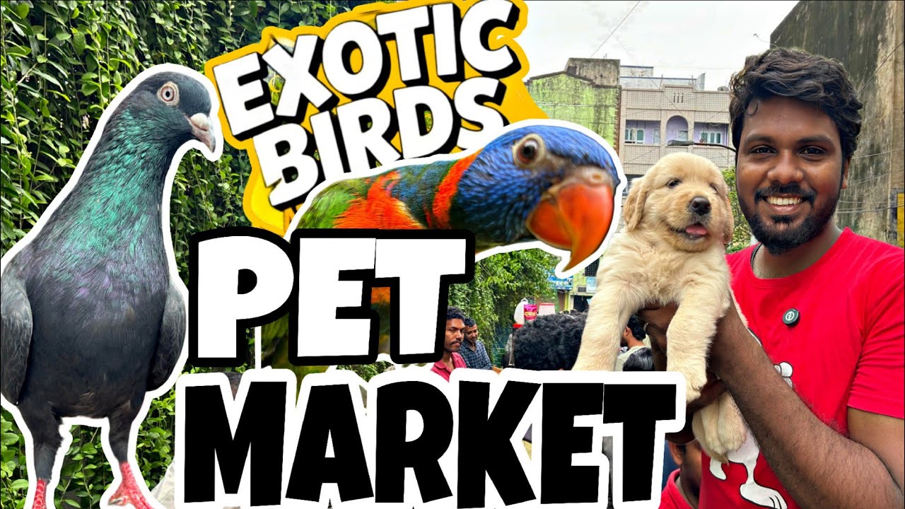 How to Buy Pura Birds 🕊️ | Bird Market Chennai Price & Breed Guide🤔