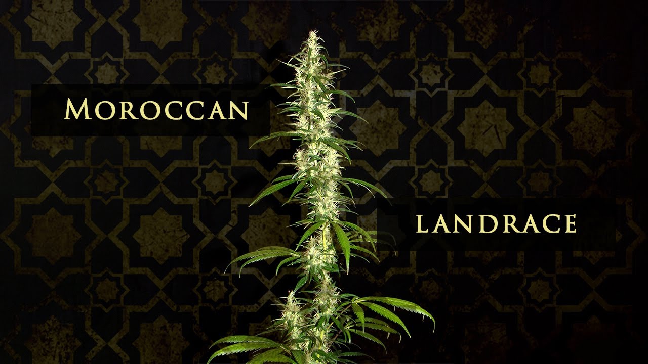 Cannabis Landrace - The Moroccan Beldia