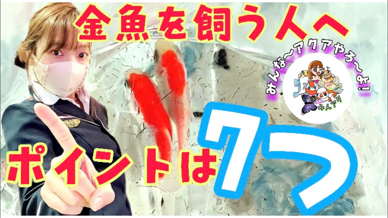 【金魚の飼い方】はじめての金魚飼育でも失敗しない方法！【初心者向け】