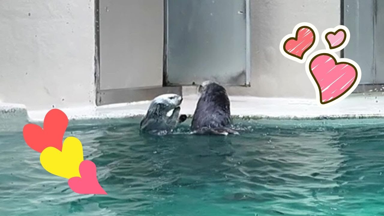 ラッコ 仲良くサブプールへ向かうメイちゃんとキラちゃん🥰❤️ #鳥羽水族館 #seaotter #meoTube_Travel