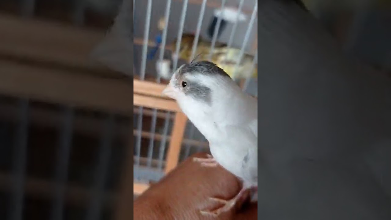 Canary singing                                         Srpski slavujari 2022  DEXX