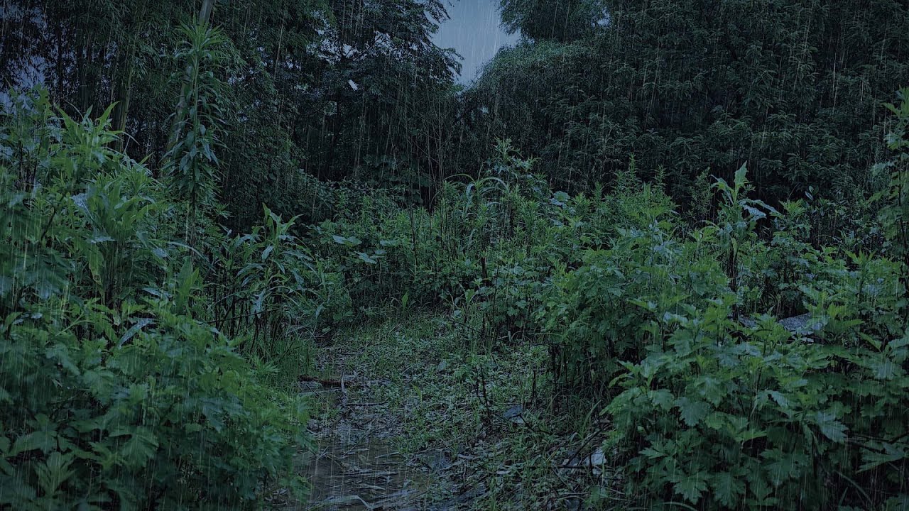 Dark Forest Rain ASMR | Relieve Anxiety, Stress & Deep Sleep | 3H Nature White Noise
