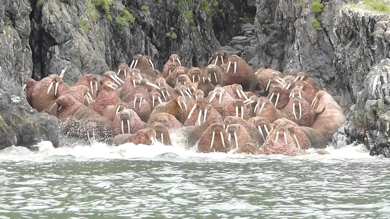 Walrus Encounter