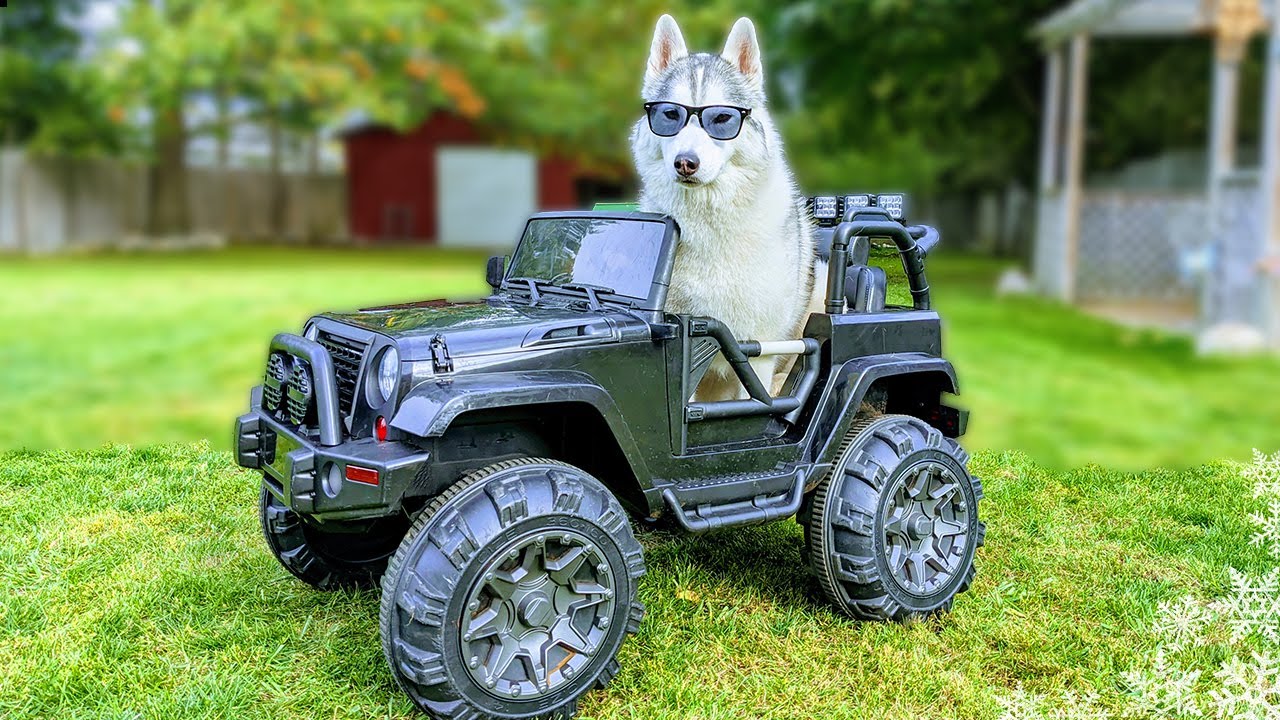 My Dog Reacts to Getting Her Own CAR!  Husky in a Power Wheels!