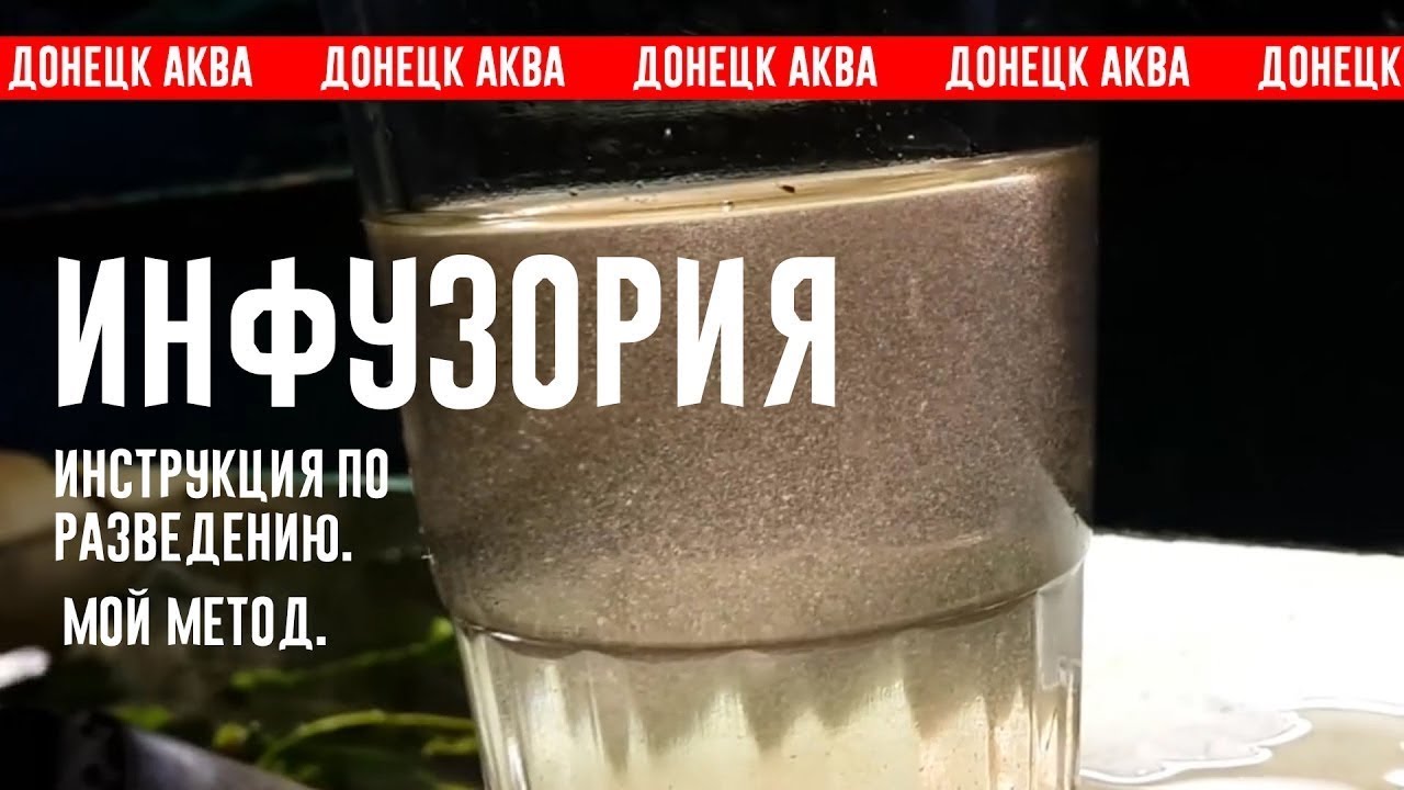 Amazing idea как вырастить Инфузорию,  Ciliophora, стартовый Корм для рыб, How to make fish food,