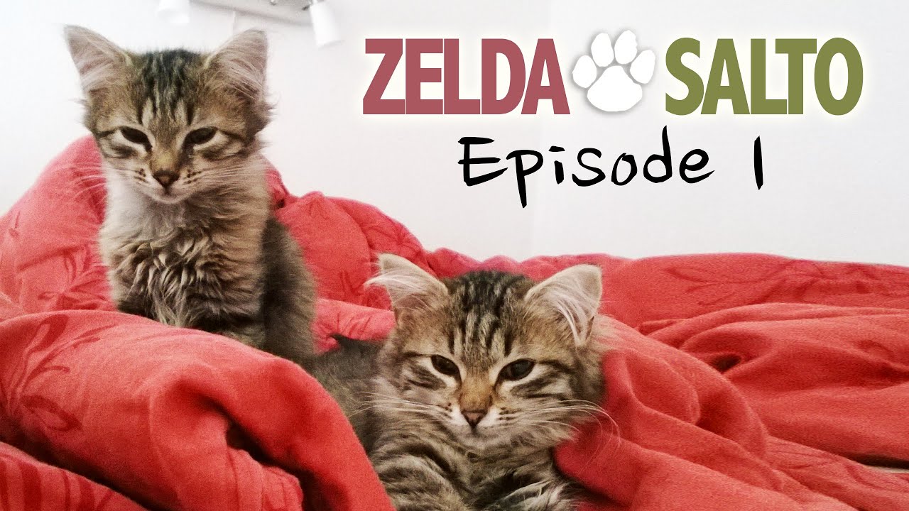 Начало - Zelda&Salto