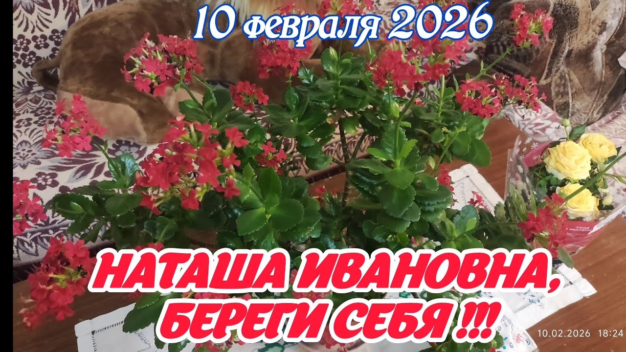11 февраля 2026 г.