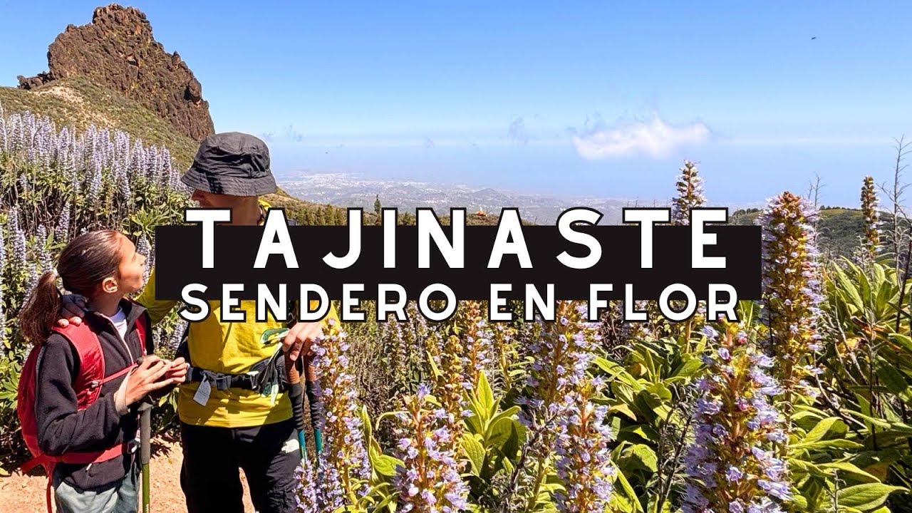 TAJINASTE AZUL GRAN CANARIA, SENDERISMO CONSCIENTE