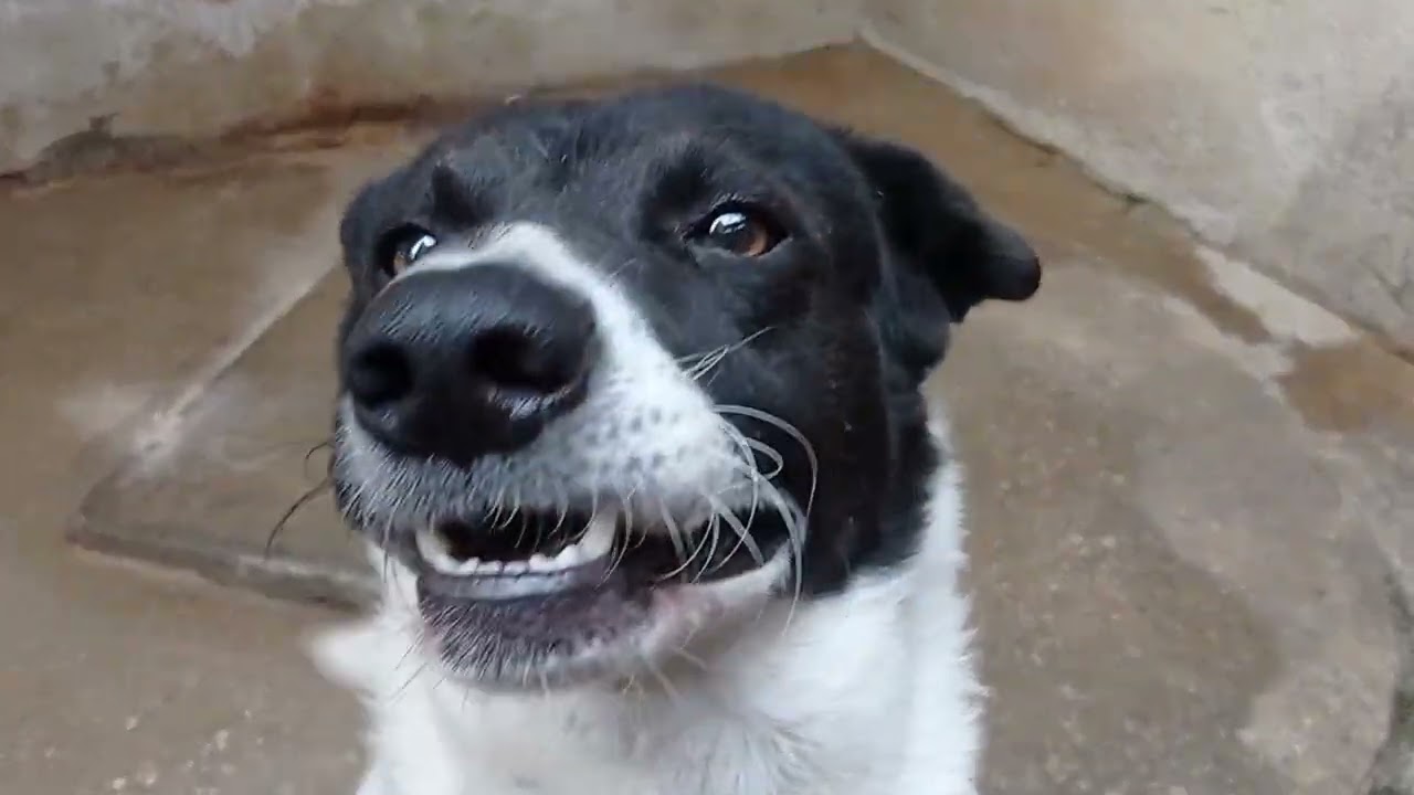 Alimentados e canil limpo é só alegria 🐕🐕🐕