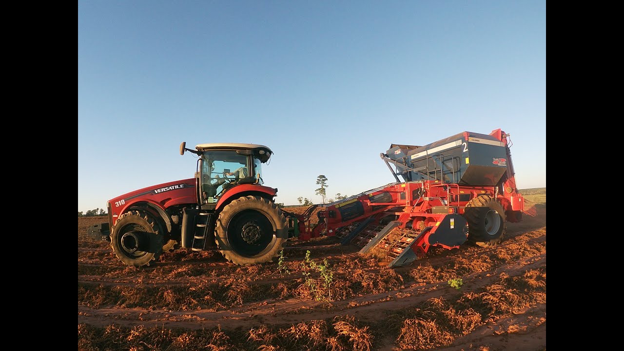 Picking Peanuts with a Colombo combine.