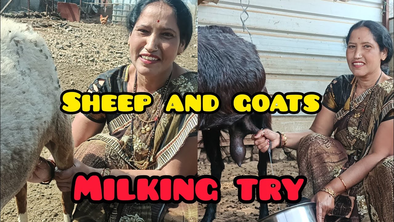Sheep milking try to goats milking beautiful hands 😉👌😍
