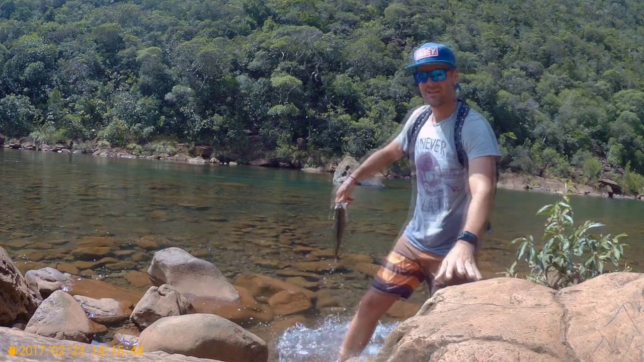 N °1 -  Paco Fishing - Jungle perch - Nouvelle Calédonie - Dumbéa rivière