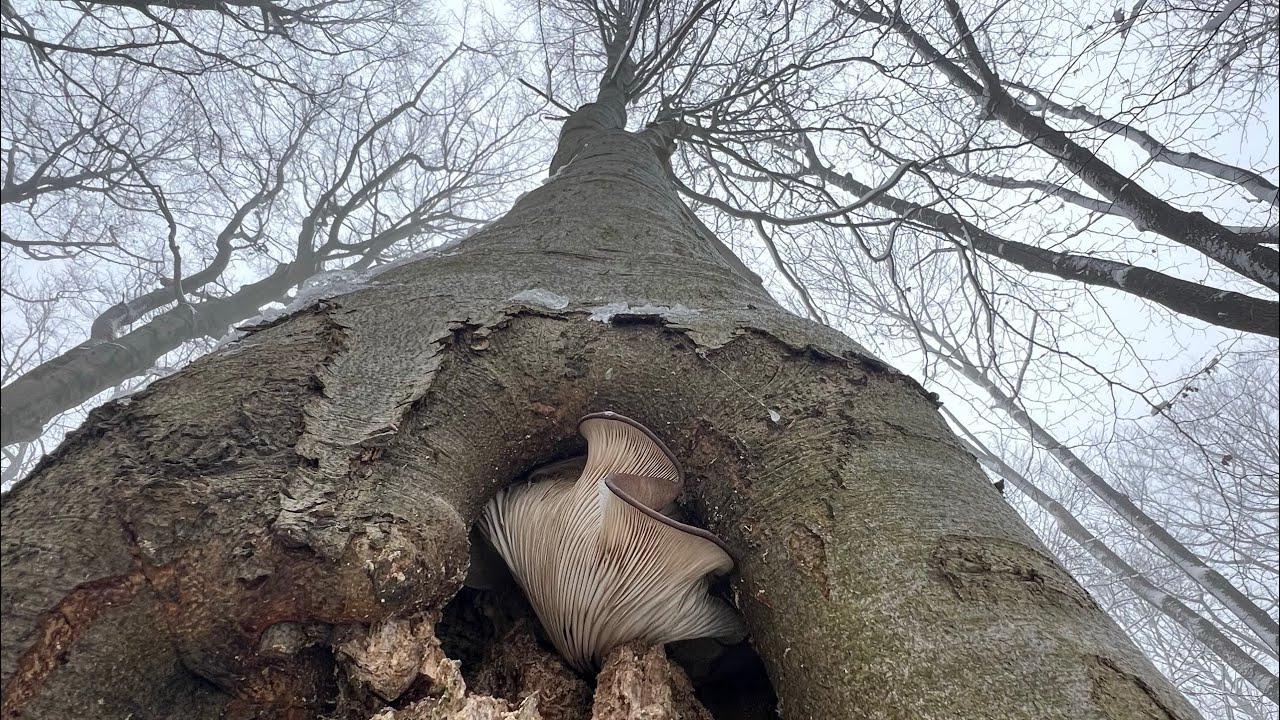🌲🌲🌲🍄🍄🍄🌲🌲🌲29.11.2025. Hlívy, penízovky a uši Jidášovo.