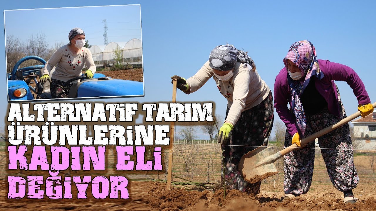 Ahududu ve Böğürtlen’ Fidan Desteği Kadınlara Yeni Gelir Kapısı Oluşturulacak