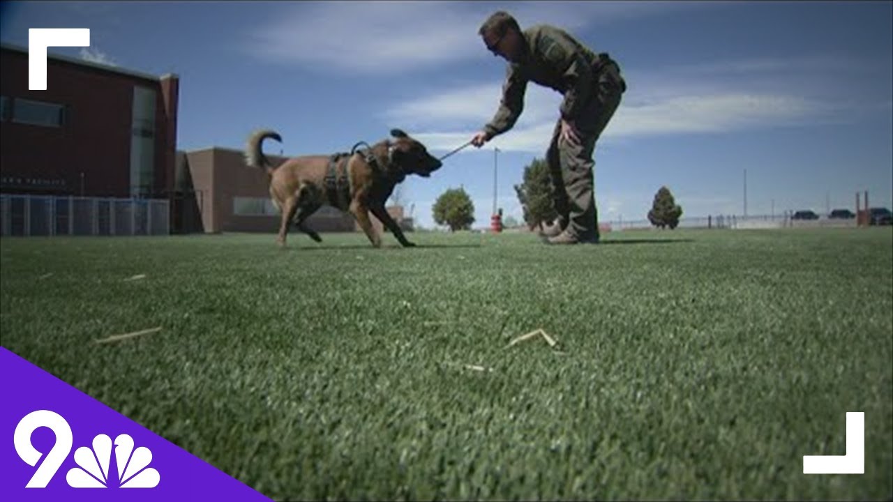 Colorado Deputy saves his K-9 partner with a tourniquet