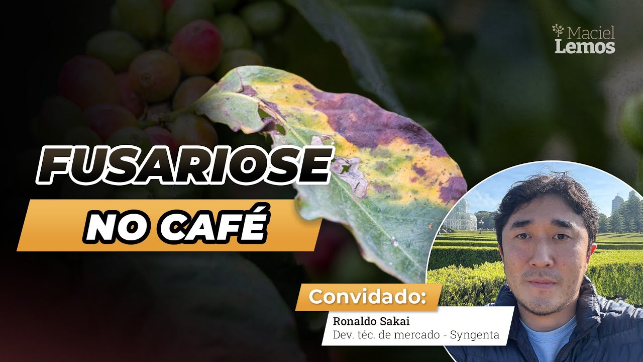 O fim da Fusariose no café?  - Manejo, prevenção e controle que funcionam