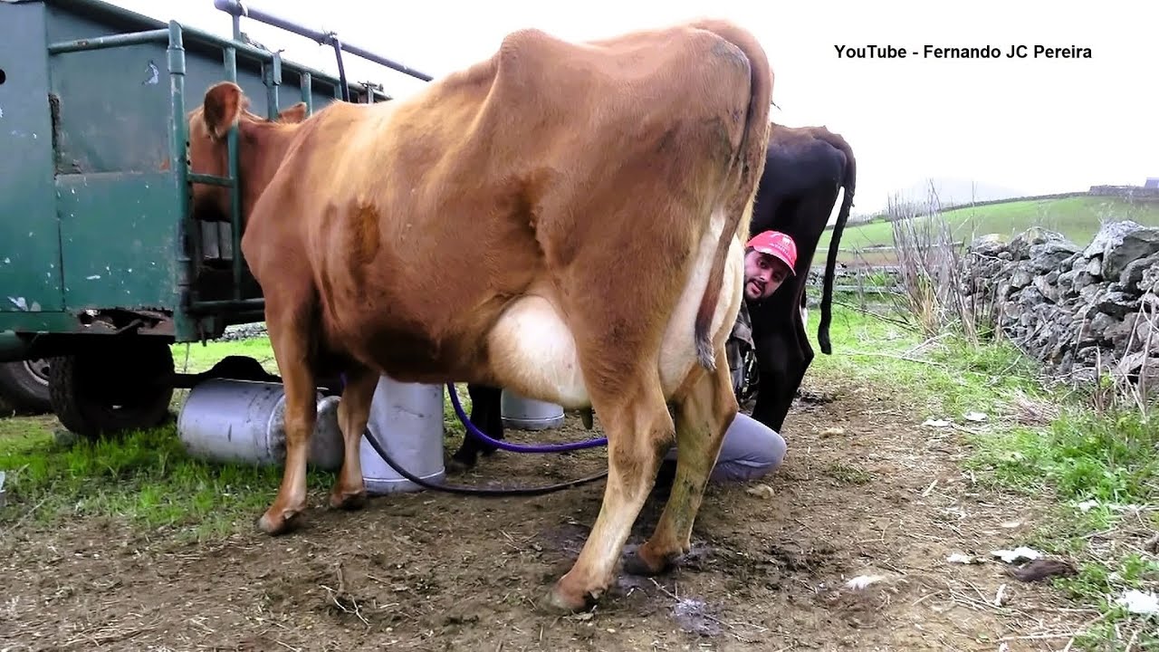 As Vacas De Leite Do Donato Parreira - Donato Parreira's Dairy Cows - Terceira Island - Azores