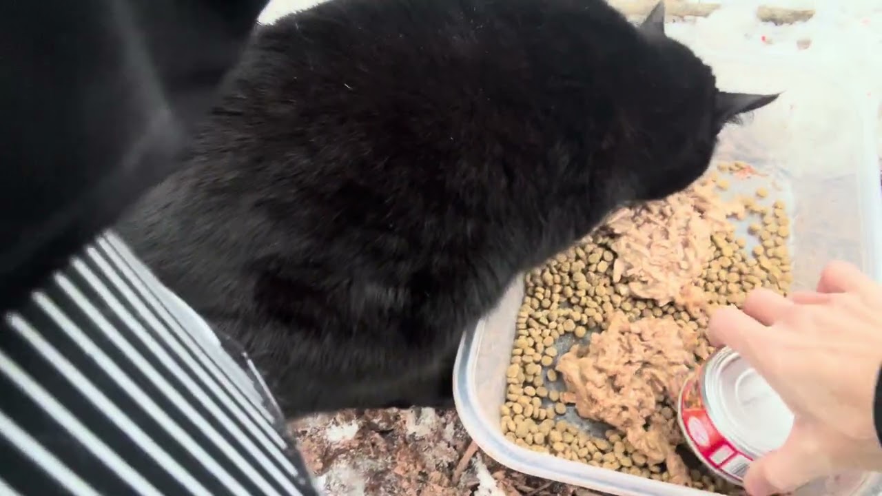 Day #296 of feeding outside cats