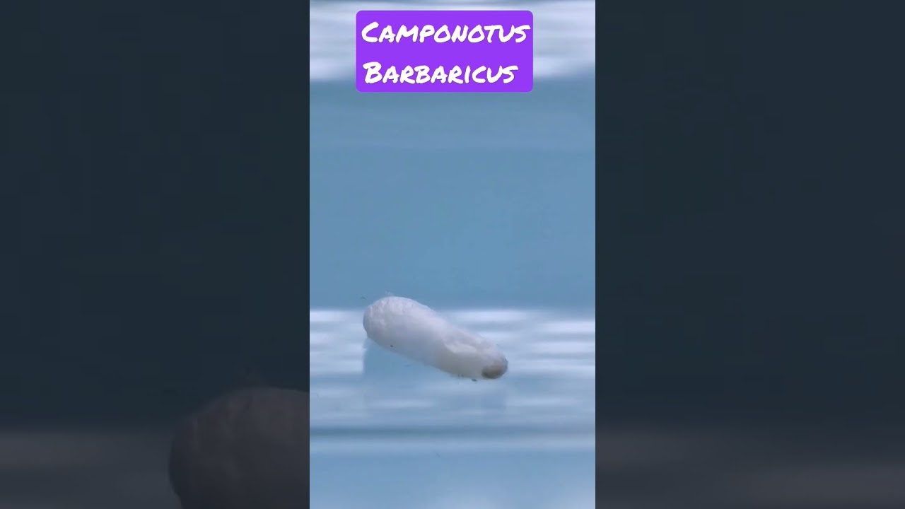 Camponotus Barbaricus 😎 