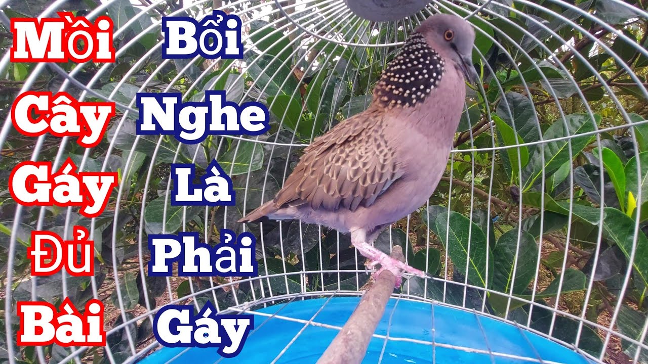 Tiếng cu gáy Mồi Cây gáy Đủ Bài [ THÚC + Gù + GỌI ] kích bổi nhanh nổi căng lửa #cugáykichbổi36