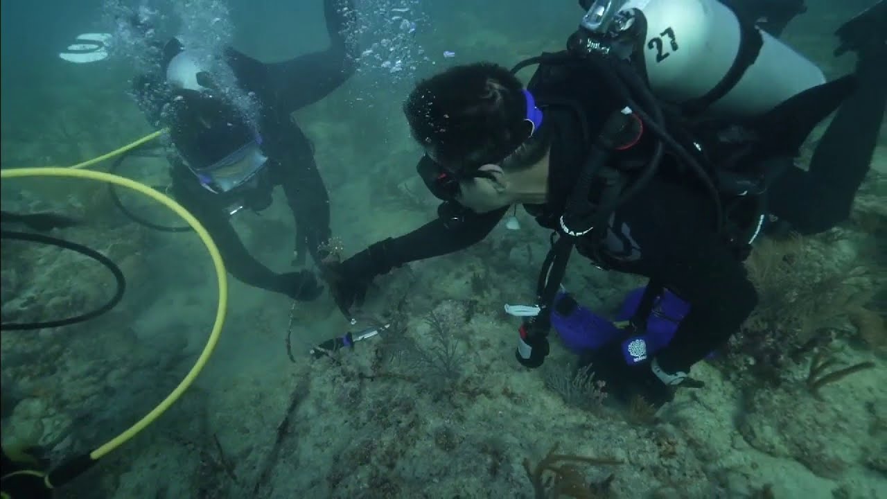 Cleaning the reefs is critical to saving Florida's 'crown jewel'