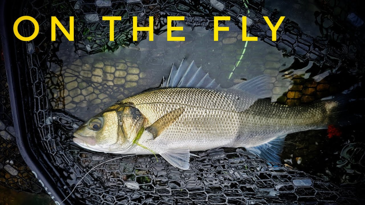 SALTWATER FLY FISHING | MORNING BASS MISSION