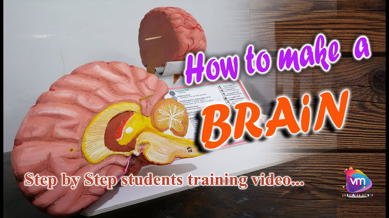 How to make DIY 3D human brain model  #scienceproject, #brain #brainmodel #schoolproject #3dmodeling