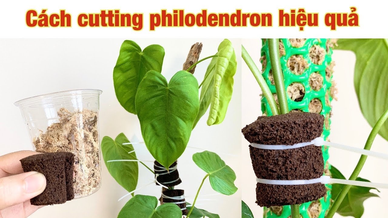 Cách cutting philodendron và monstera hiệu quả bằng ly nhựa và xốp trồng lan