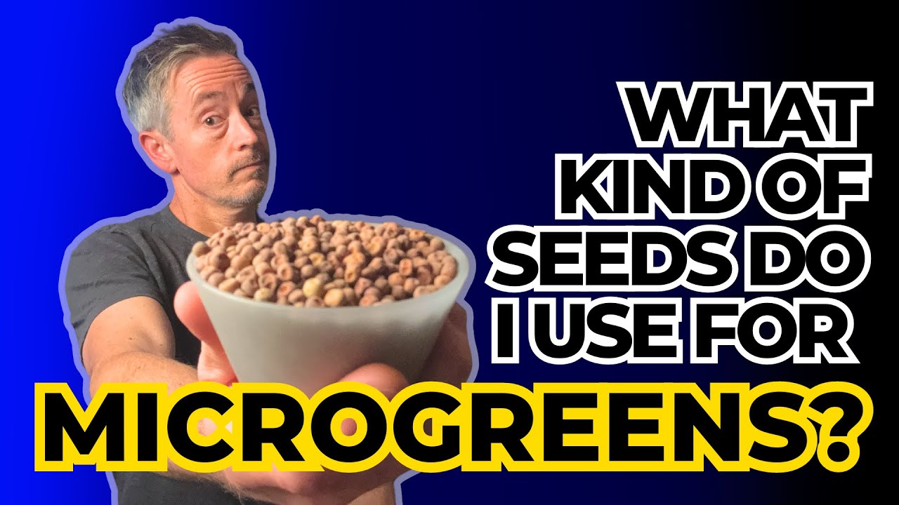Choosing the Best Microgreen Seeds: What You Need to Know