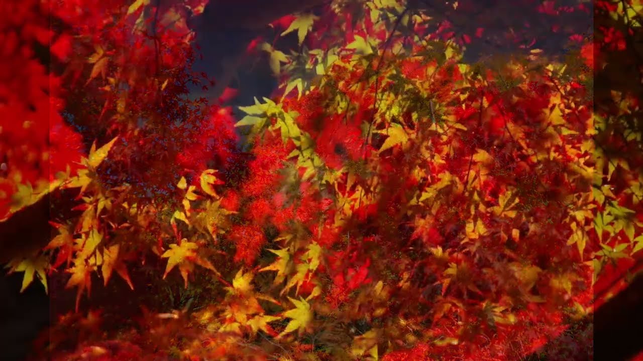 秋色の森から 2025
