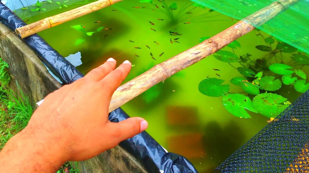 Os Peixes estão se desenvolvendo muito bem...o Criatorio está lotado de Peixes.