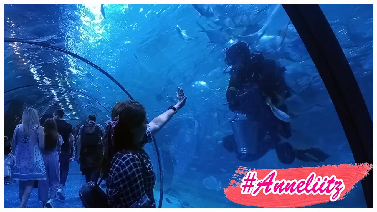 INSIDE THE NATIONAL AQUARIUM ABU DHABI PART 3 #nationalaquarium, #abudhabi, #abudhabiaquarium