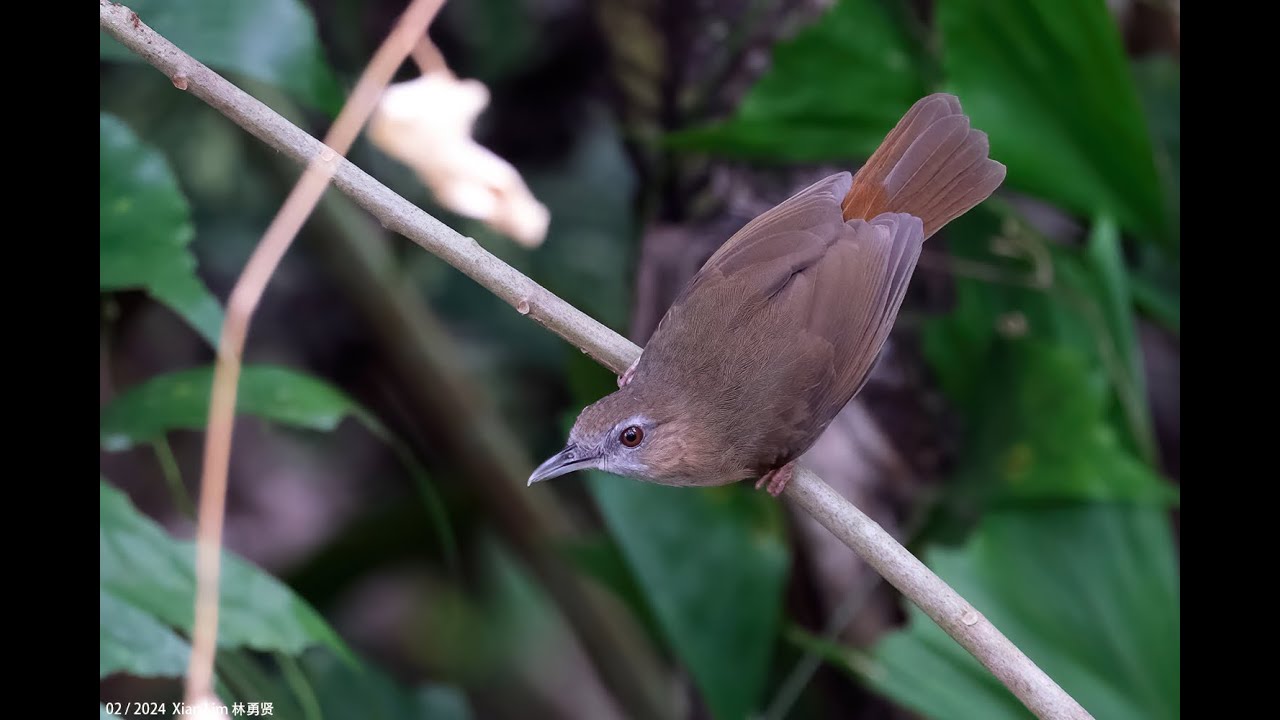 Abbott's Babbler in Malaysia Perlis Feb2024