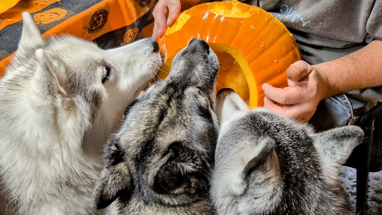 Тыквенная лихорадка! Наши собаки обожают эту хэллоуинскую традицию!