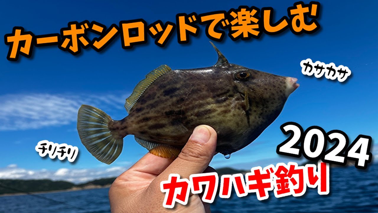 2024カワハギシーズン開幕！カワハギ天国和歌山加太でカワハギ釣り！