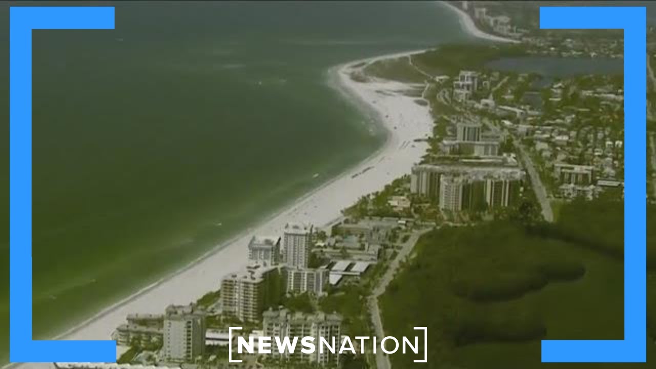 Giant seaweed bloom heading to Florida | Morning in America