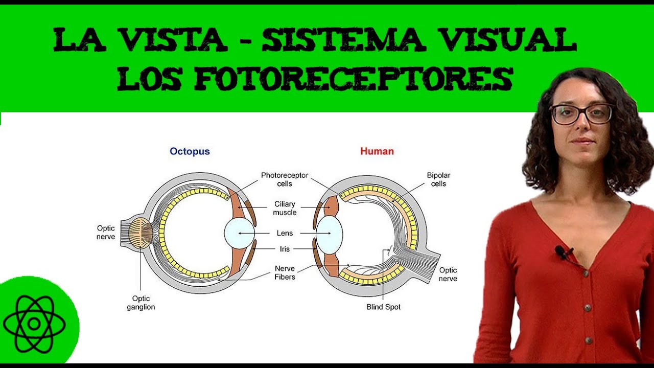 La vista 👁️ sistema visual: los fotoreceptores