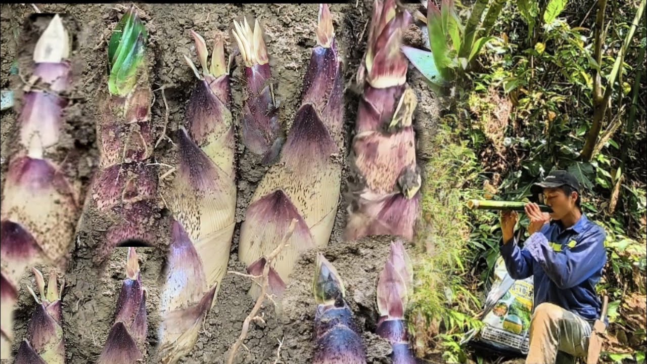 Bamboo Shoots grow too much, Huge Harvest #bamboo