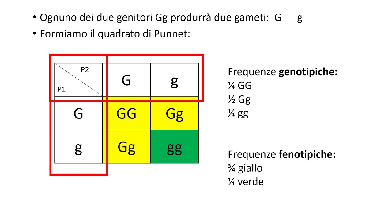 [Genetica #2] Esercizi sulle leggi di Mendel
