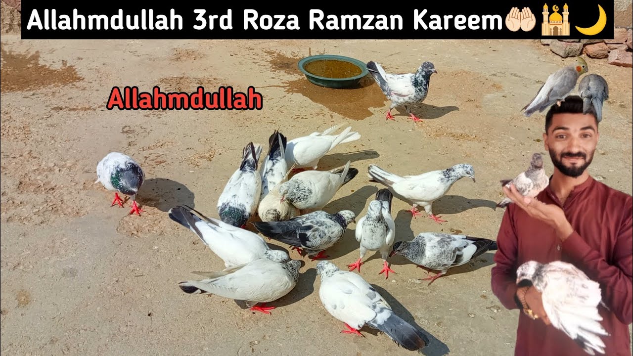 Allahmdullah Humeri Pigeon Nai Bachay Da Dia 😍 | 3rd Roza Ramzan Kareem ki Mubarak  ho 🤲🏻🌙🕌