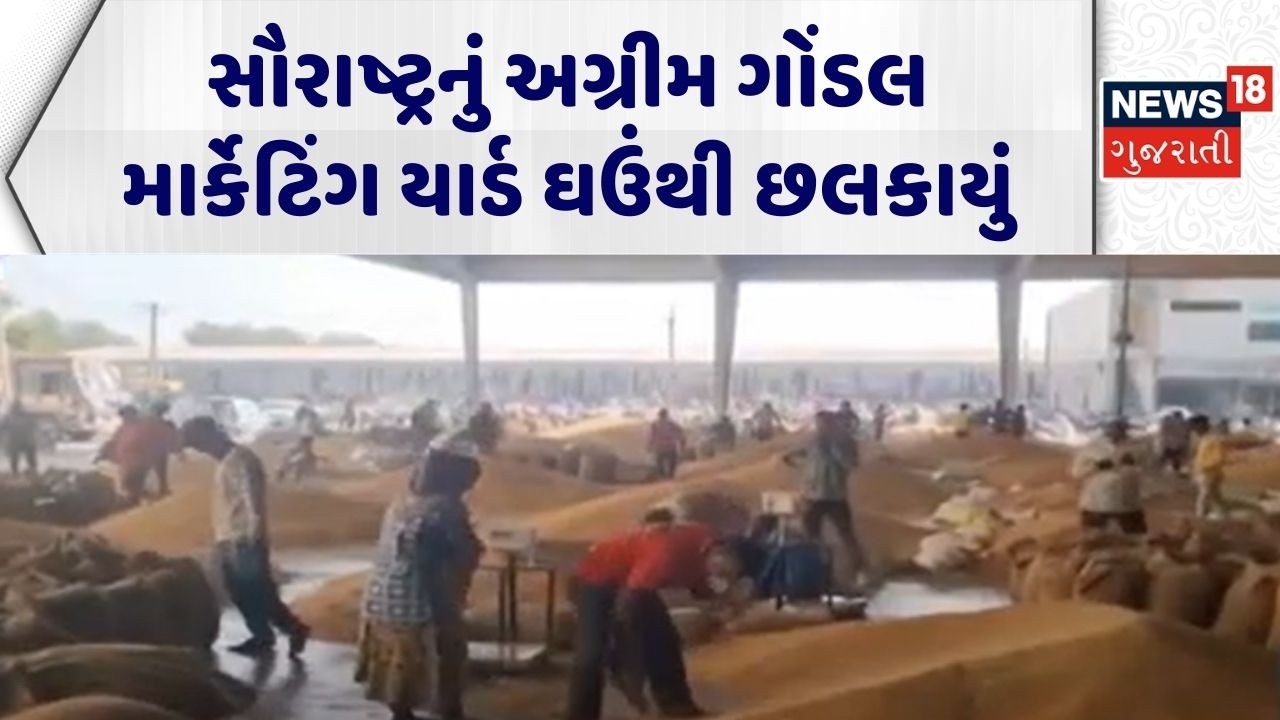 Rajkot APMC News | સૌરાષ્ટ્રનું અગ્રીમ ગોંડલ માર્કેટિંગ યાર્ડ ઘઉંથી છલકાયું | APMC | Gujarati News