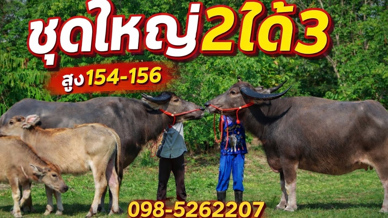 💥2ได้3ควายแม่ลูกสูง154-156🏆098-5262207ครูหนุ่มควายงาม บ.นา  อ.ดอนจาน จ.กาฬสินธุ์