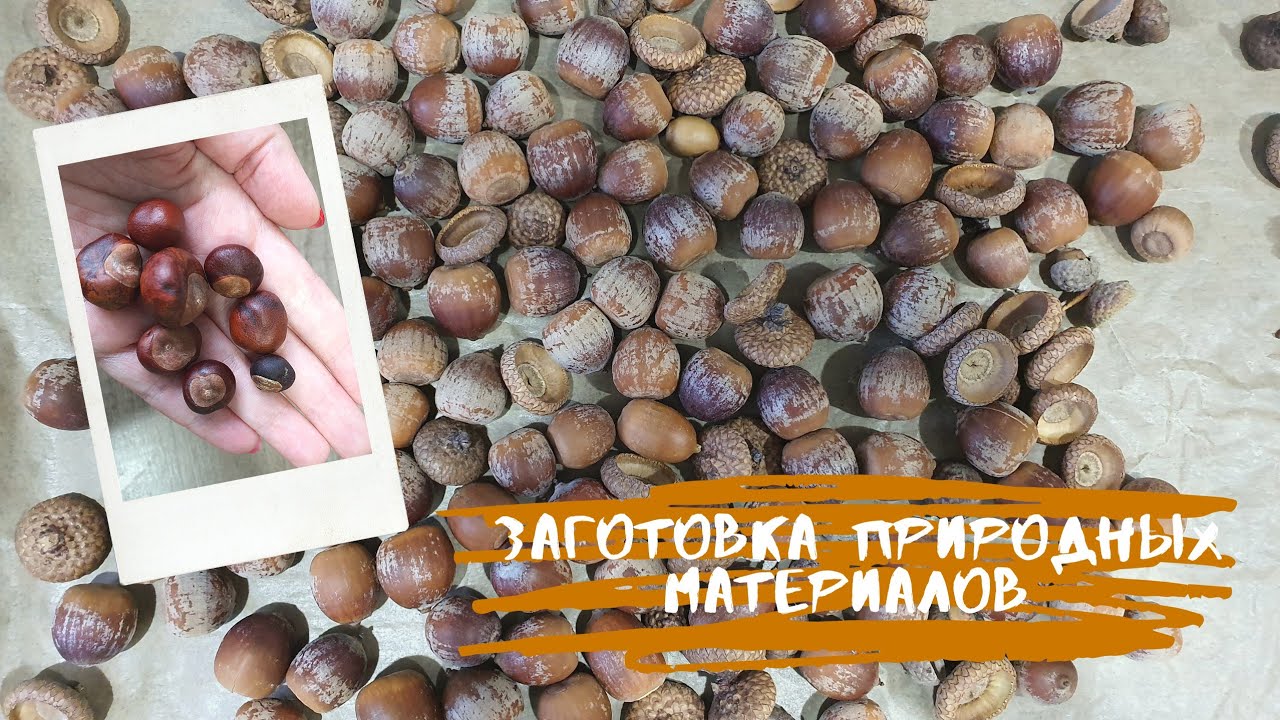 Заготовка природных материалов. Сушка и хранение. Желуди и каштаны.