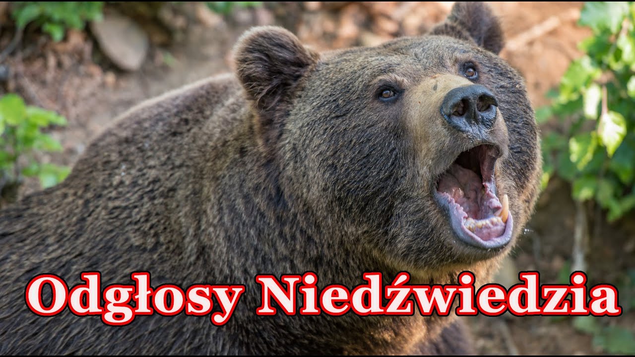 Odgłosy Niedźwiedzia - Ryk niedźwiedzia