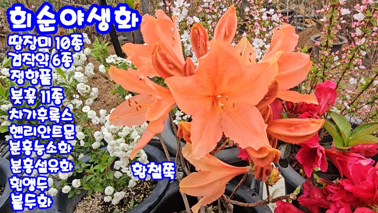 #희순야생화 4.7 ##땅장미10종#장미매톱#솔정향풀#지네발붓꽃#무늬꽃다지#헨리안트문#양지#노랑공이#분홍능소화#남도자리#자엽아르메니아#토종은방울#황철쭉#설유화#흰앵두#불두화 