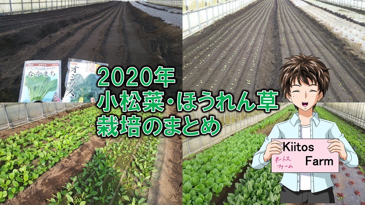 【小松菜･ほうれん草の栽培まとめ】秋の葉物は栽培が楽なんだけど、売値が安すぎて、結局全部出荷出来ませんでした。