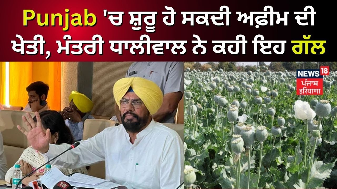 Punjab 'ਚ ਸ਼ੁਰੂ ਹੋ ਸਕਦੀ ਅਫ਼ੀਮ ਦੀ ਖੇਤੀ, ਮੰਤਰੀ ਧਾਲੀਵਾਲ ਨੇ ਕਹੀ ਇਹ ਗੱਲ | News18 Punjab