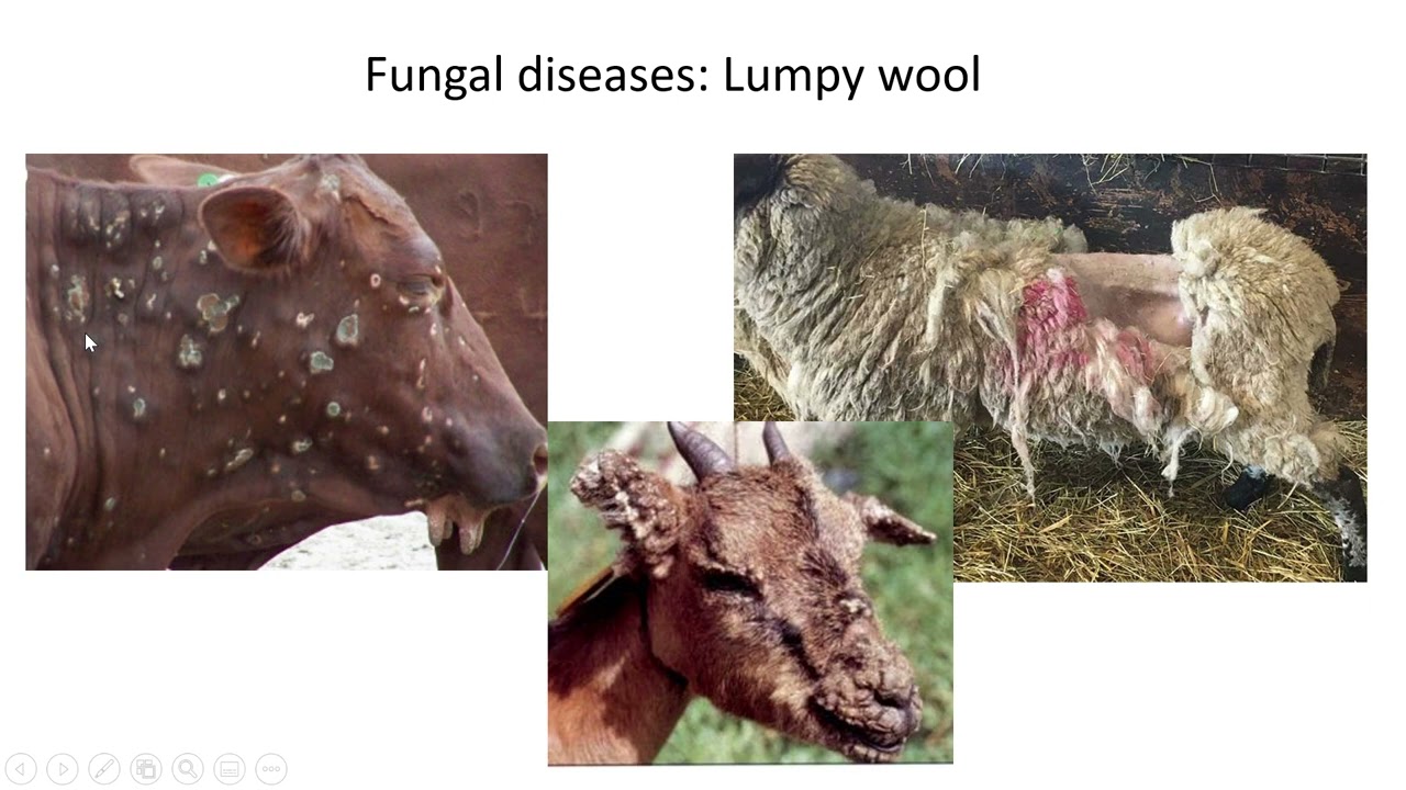 Animal health   Lesson 5