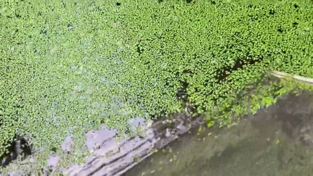 Free chicken pig livestock feed duck weed